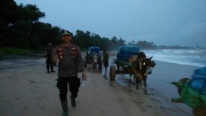 Gerobak Sapi Angkut 95 Kotak Suara