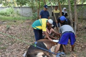 Wakil Walikota Djohan Serahkan Sapi dan Kambing Kurban Usai Salat Idul Adha