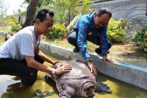 Masyarakat Tiyuh Kangungan Ratu Hibahkan Seekor Kura-kura Seberat 30 Kilo