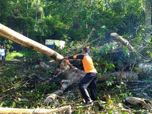 BPBD Bersihkan Pohon Tumbang Ditanjakan Maid