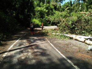 Satlak TSBP Bersihkan Pohon Tumbang di Jalan Raya Lintas Barat