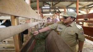 Gubernur Lampung Ngeluruk ke Lokasi Pembibitan Kambing Saburai