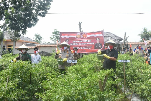 Bupati, Danrem, dan Kapolda Panen Raya di Kampung Tangguh Nusantara
