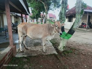 Polsek Abung Selatan Ungkap Pelaku Kasus Pencurian Sapi Warga Trimodadi Tua