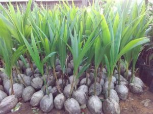 Dinas Pertanian Pesibar Telah Menerima Sertifikat Penghasil Benih Kelapa