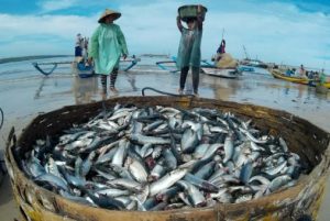 Meski Cuaca Buruk, Dinas Perikanan Pesibar Sebut Pasokan Ikan Laut Masih Aman
