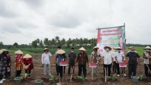 Tanam Perdana Pisang Barangan Merah, Nanang Harap Jadi Komoditi Unggulan Lampung Selatan