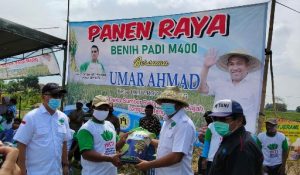 Ketua HKTI Umar Ahmad Hadiri Panen Raya Padi M400
