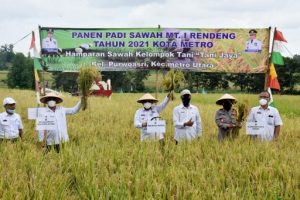 Walikota Metro Wahdi Panen Raya Padi di Purwoasri