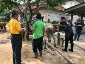 Tubaba Terus Berupaya Tingkatkan Populasi Ternak Sapi