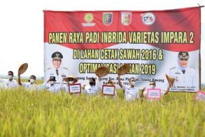 Pemprov Lampung Ikut Panen Raya Padi Inbrida di Tulangbawang