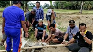 Rayakan Idul Adha 1442 H, Kecamatan Ngambur Potong Satu Ekor Sapi