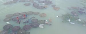 Faktor Alam Disebut Pemicu Banyak Ikan Mati di Kolam Wisata Islamic Center Tubaba