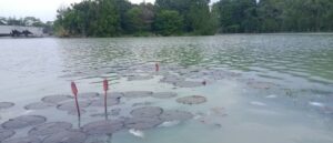 Penggunjug Sayangkan Banyak Ikan Mati di Area Kolam Wisata Islamic Center Tubaba