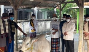 Idul Adha 2021, Pemprov Lampung Berkurban 36 Sapi dan 10 Kambing