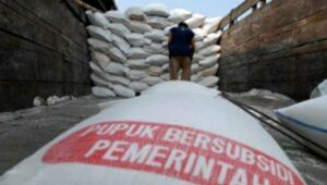 Petani di Tubaba Keluhkan Kelangkaan Pupuk Bersubsidi