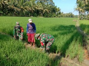 Babinsa Koramil 422-02 Terus Edukasi Petani untuk Dapat Hasil Melimpah