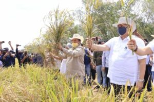 Gubernur Arinal dan Menko Perkonomian RI Panen Perdana Padi Gogo di Tubaba