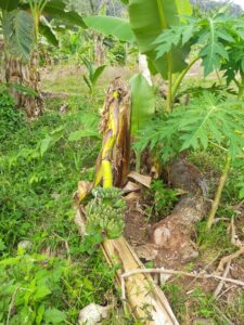Unik! Meski Telah Ditebang Pohon Pisang Ini Tetap Berbuah