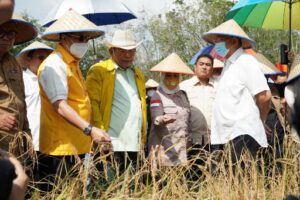 Sekdakab Tubaba Dampingi Komisi IV DPR-RI Lihat Budi Daya Padi Gogo