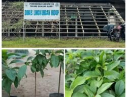 Realisasi Kegiatan RTH Dinas Lingkungan Hidup Tubaba Terindikasi di Mark-Up