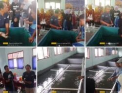 Siswa SMK Negeri 01 Pulang Kencana Kembangkan Pemijahan Ikan Jelawat
