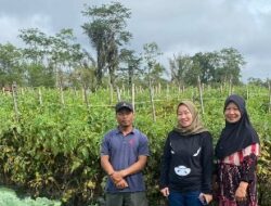 Prihatin, Anggota DPRD Lampung Berharap Pemerintah Beri Solusi Petani Tomat