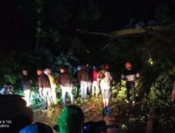 Pohon Tumbang, Lalu lintas Liwa-Krui Sempat Terganggu