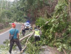 Sat Lantas Polres Pesisir Barat Bersihkan Pohon Tumbang