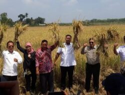 Ketua DPRD Lampung Dampingi Ketua Komisi IV DPR-RI Hadiri Panen Raya