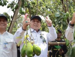 Gubernur Arinal Panen Alpukat Siger Batu Bersama Petani di Desa Giri Mulyo