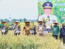Arinal Lakukan Panen Raya Padi di Kabupaten Lampung Tengah