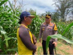 Kapolres Kaur Pantau Perkembangan Lahan Perkebunan Jagung