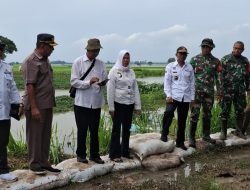 Antisipasi Banjir, Aribun Tinjau Tanggul yang Mulai Meluap