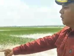Tanggul Jebol, Aribun Sesalkan Kinerja BBWS dan Dinas Terkait