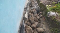 Pemasangan Batu Pondasi di SDN 77 Krui Terkesan Asal- asalan