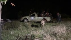 Tegakkan Aturan, Sat Pol PP Kaur Terapkan Operasi Penertiban Ternak Dimalam Hari