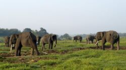 Way Kambas dan Janji Presiden Mengakhiri Konflik Gajah