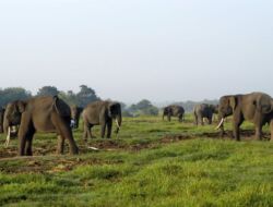 Way Kambas dan Janji Presiden Mengakhiri Konflik Gajah