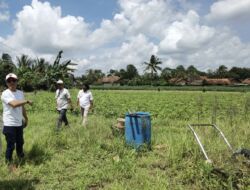 Koperasi IJP Maju Sejahtera Gandeng Kelompok Tani Lampung Timur