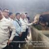 Provinsi Lampung Sediakan Sapi Banmas Presiden Sebanyak 16 Ekor