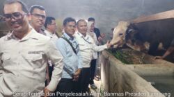 Provinsi Lampung Sediakan Sapi Banmas Presiden Sebanyak 16 Ekor