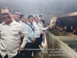 Provinsi Lampung Sediakan Sapi Banmas Presiden Sebanyak 16 Ekor